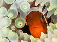 Anemonenfischchen · Tauchen Lissenung Island Papua-Neuguinea  