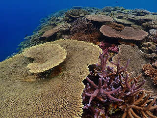 Korallen vor Kerama Island, Japan 