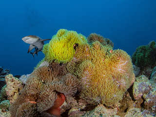 Tauchen Papua-Neuguinea Kimbe Bay 