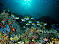 Tauchen in Raja Ampat und im Komodo Nationalpark Indonesien 