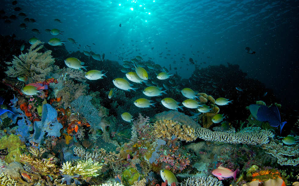 Tauchen in Raja Ampat und im Komodo Nationalpark Indonesien 