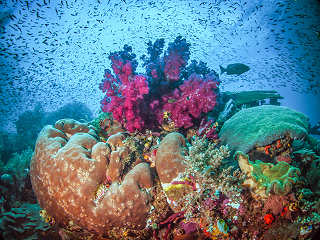 Korallen in Komodo · Tauchsafari Indonesien 