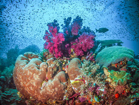 Korallen in Komodo 