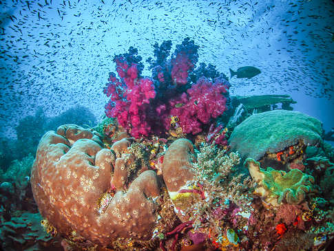 Korallen in Komodo · Tauchsafari Indonesien 