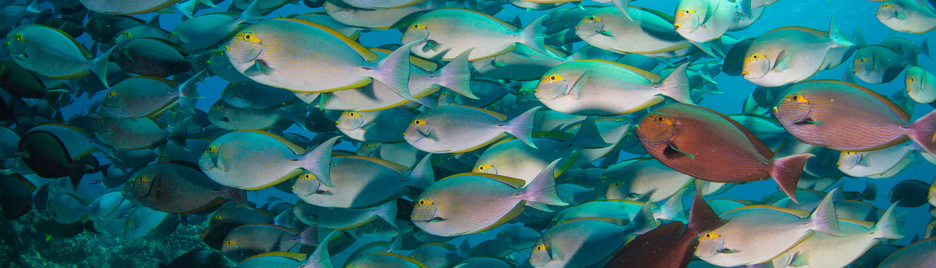 Tauchgang mit Doktorfisch-Schwarm im Komodo Nationalpark – Flores, Indonesien  