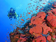 Tauchen an Komodos Korallengären 