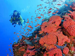 Tauchen an Komodos Korallengären 