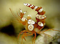 Anemonengarnele 