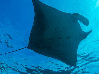 Manta – Tauchen in Komodo 