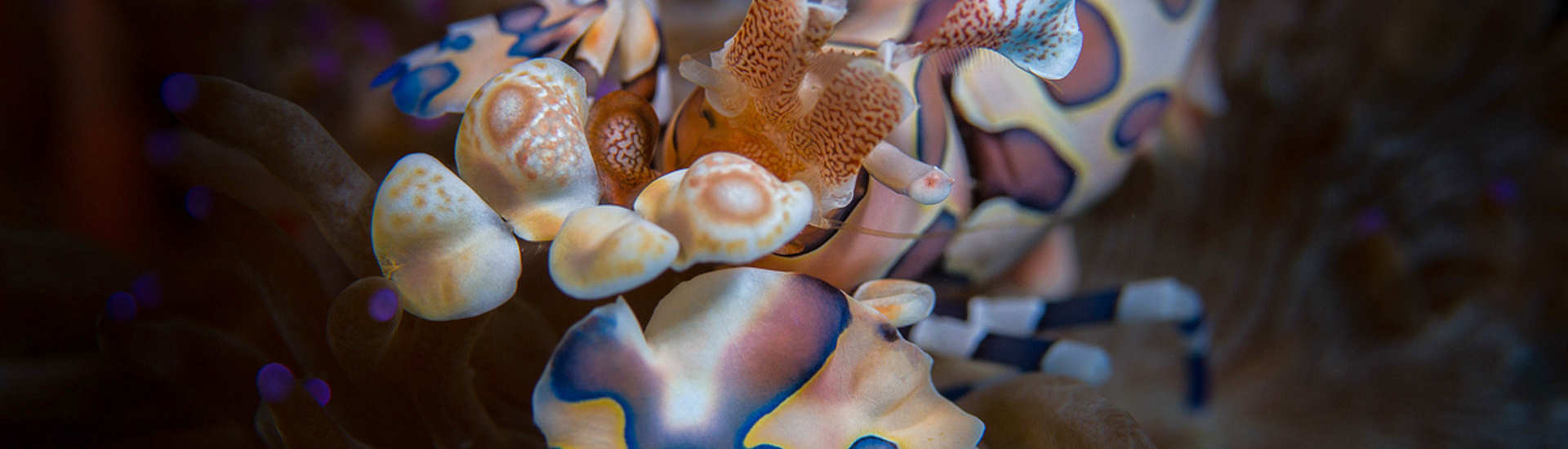 Makro-Tauchen Lembeh 