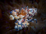 Makro-Tauchen Lembeh 