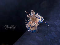 Makro-Tauchen in der Lembeh Strait · D’Lagoon Dive Resort  