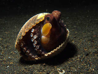 Tauchen in Lembeh 