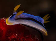 Muck-Tauchen in Lembeh 
