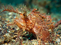 Ambon-Drachenkopf – Lembeh Strait, Sulawesi 