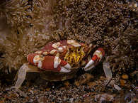 Tauchen in Lembeh 