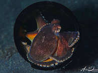 Muck-Tauchen in der Lembeh Strait · D’Lagoon Dive Resort 