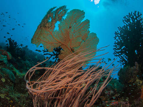 Korallenriff bei Lissenung Island 
