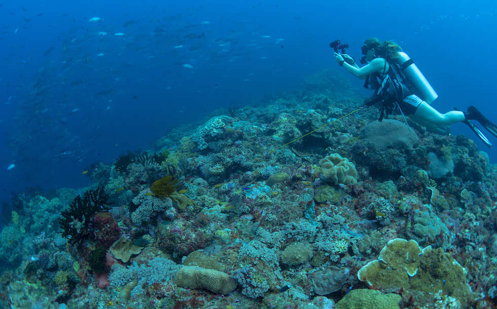 Tauchen an Lissenung Island · Tauchurlaub Papua Neuguinea  