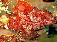 Tauchen in Lombok 