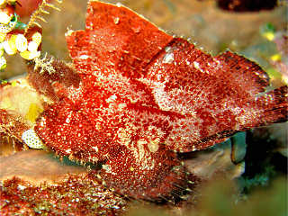 Tauchen in Lombok 