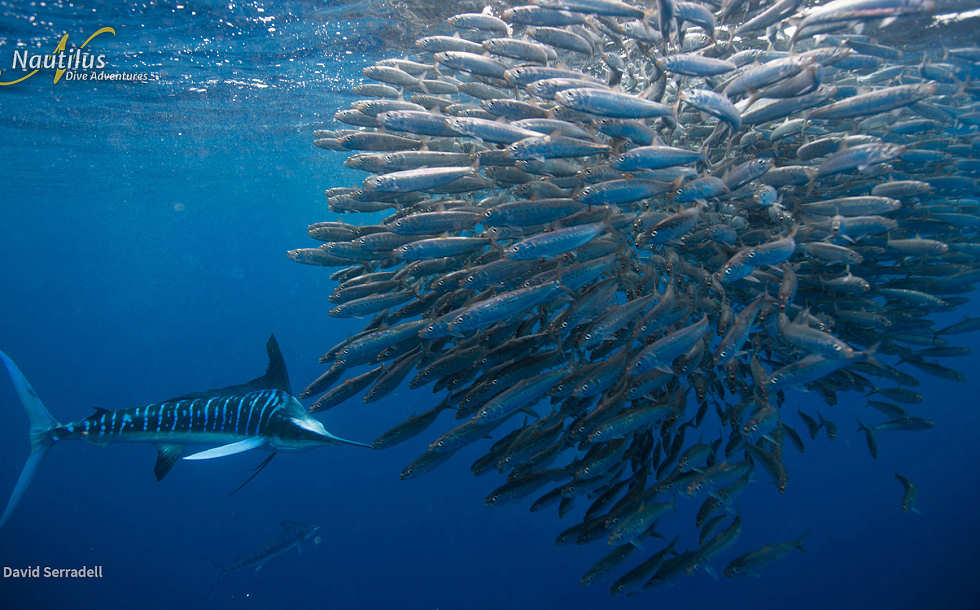 Tauchen in der Magdalena Bay · Tauchreisen Baja California 