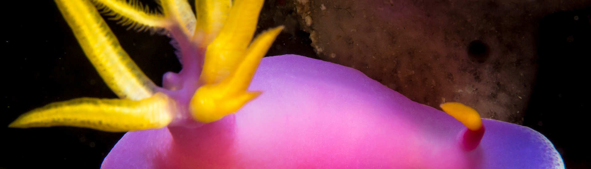 Makro-Tauchen mit Bullock-Sternschnecke am Hausriff des Magic Ocean Dive Centers 