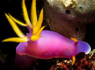 Makro-Tauchen mit Bullock-Sternschnecke am Hausriff des Magic Ocean Dive Centers 