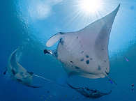 Makassar Reef (Manta Point) · Tauchen in Komodo 