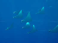 Tauchen mit Manta-Schulen · Tauchsafaris Malediven 