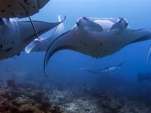 Tauchen mit Mantas – Tauchsafaris Malediven 