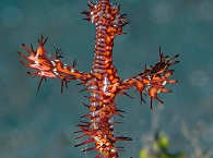 Geisterfetzenfisch – Manado 