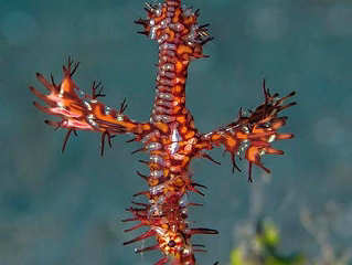 Geisterfetzenfisch – Manado 