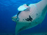 Manta-Tauchen Indonesien 