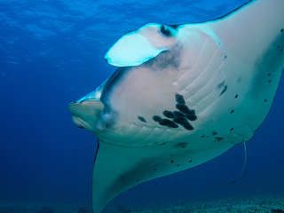 Manta-Tauchen Indonesien 