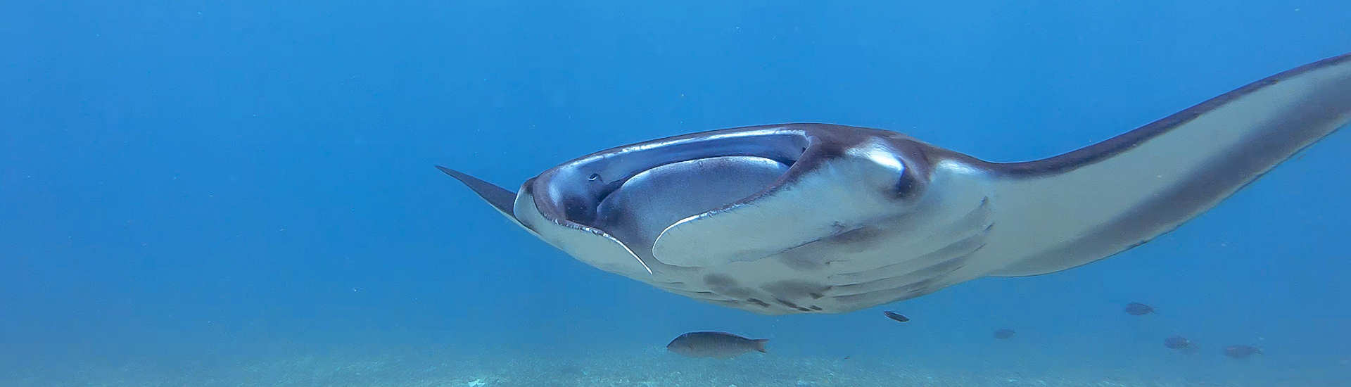 Manta Rochen Begegnung im Komodo Nationalpark 