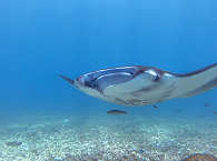 Manta Rochen Begegnung im Komodo Nationalpark 