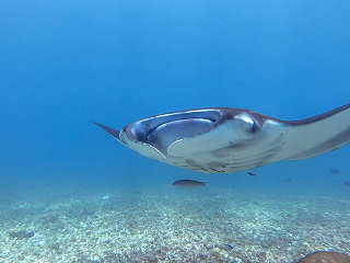 Manta Rochen Begegnung im Komodo Nationalpark 