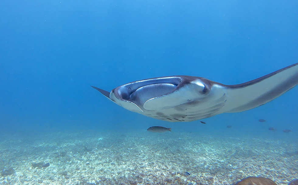 Manta Rochen Begegnung im Komodo Nationalpark 