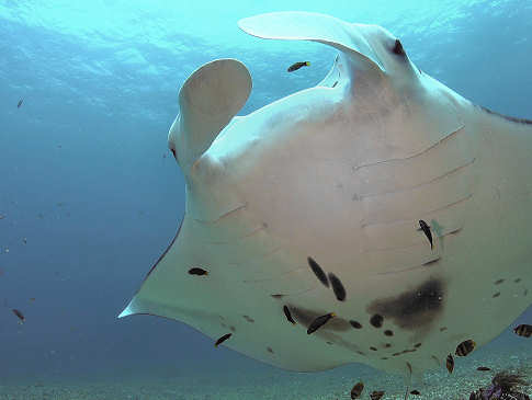 Tauchen mit Mantas auf den Malediven  