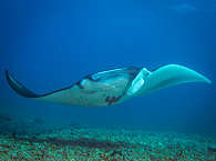 Tauchen am Manta Point Komodo · Makassar Reef 