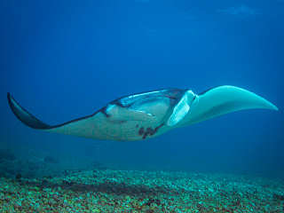 Tauchen am Manta Point Komodo · Makassar Reef 