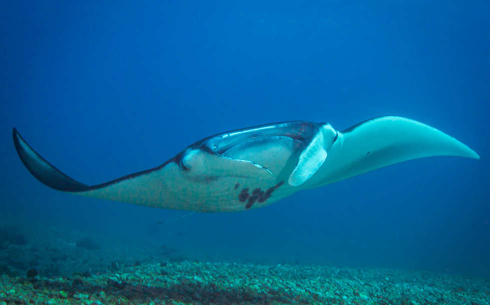 Tauchen am Manta Point Komodo · Makassar Reef 