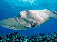 Tauchen mit Mantas · Tauchurlaub Französisch-Polynesien 