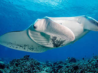 Tauchen mit Mantas · Tauchurlaub Französisch-Polynesien 