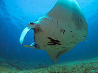 Tauchen mit Mantas im Komodo Nationalpark – Flores, Indonesien  