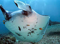 Tauchen mit Mantas im Komodo Nationalpark – Indonesien 