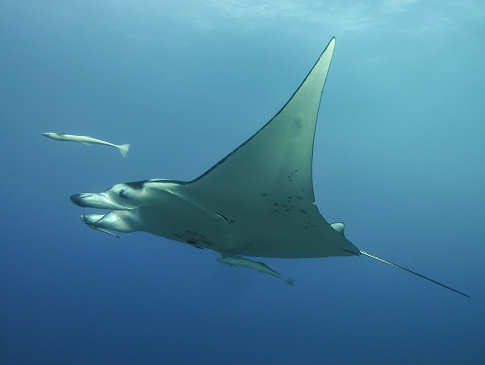 Manta – Franz. Polynesien 