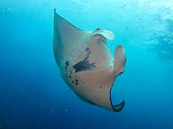 Manta · Tauchen Marquesas-Archipel 