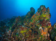 Tauchen Marquesas Archipel · Französisch-Polynesien 